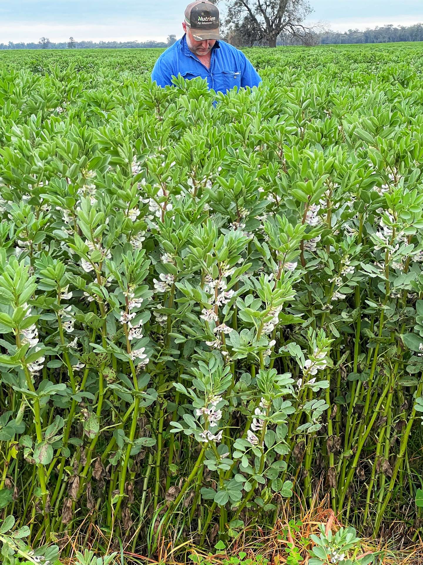 Rosewood Aggregation 7033 The Gipps Way, Condobolin For Sale by Farmbuy.com - image 7