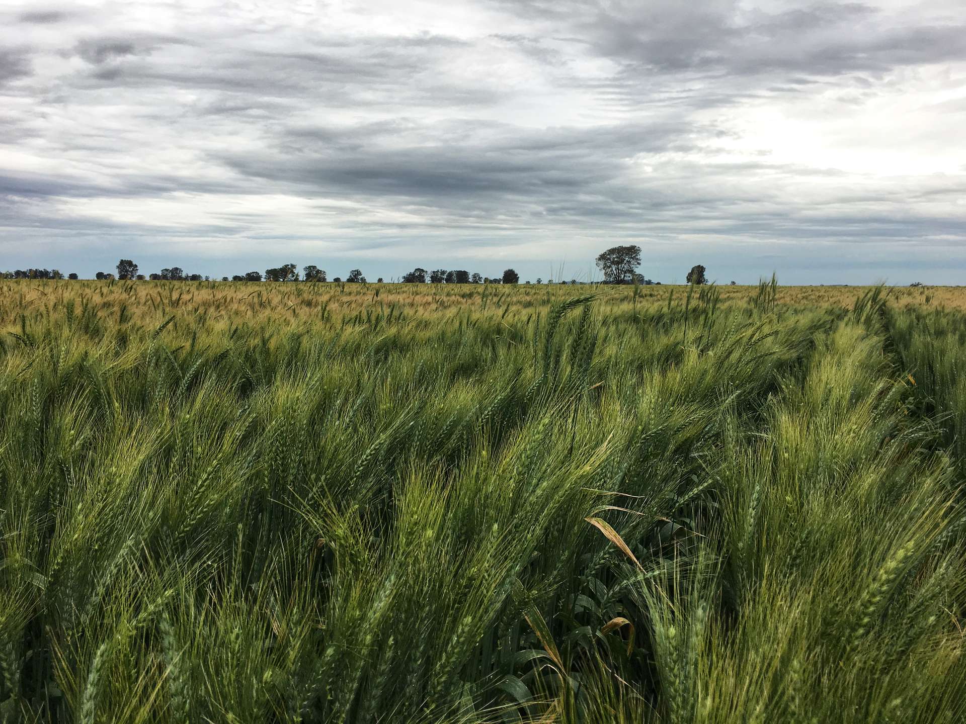 Rosewood Aggregation 7033 The Gipps Way, Condobolin For Sale by Farmbuy.com - image 6