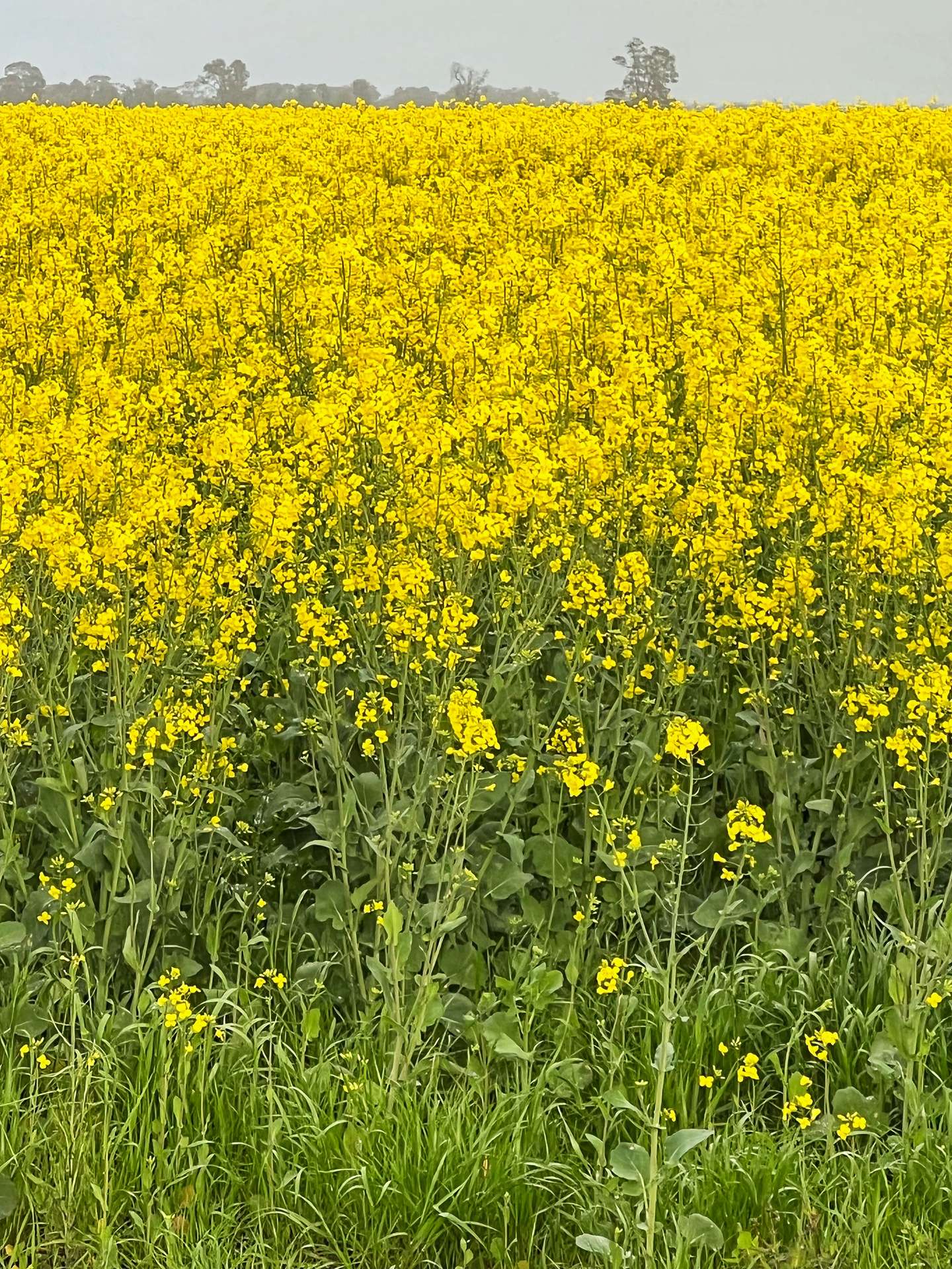 Rosewood Aggregation 7033 The Gipps Way, Condobolin For Sale by Farmbuy.com - image 8