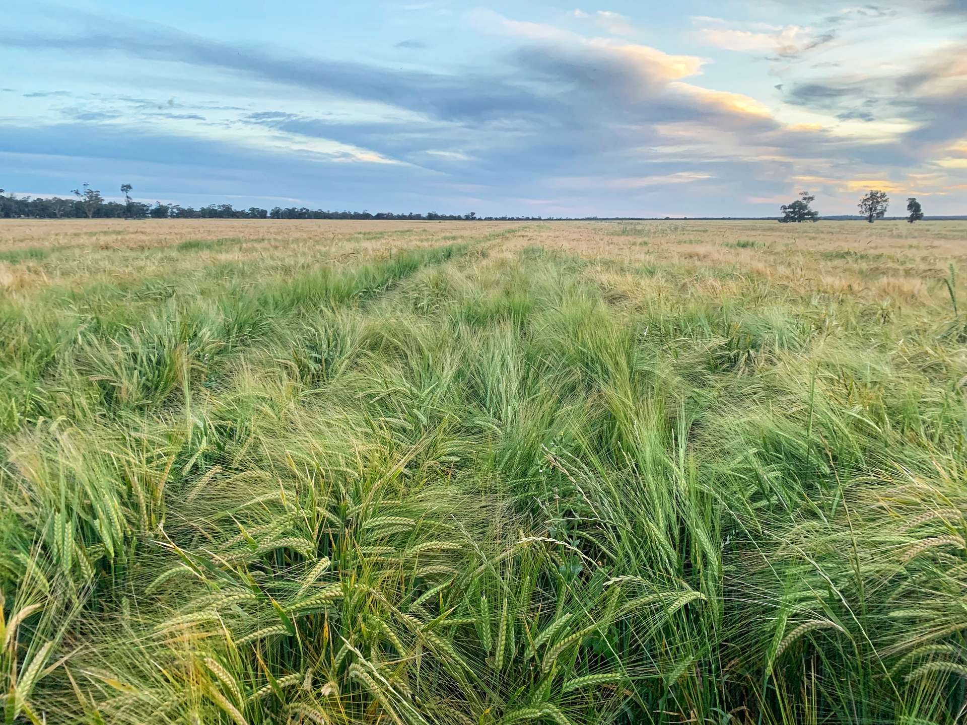 Rosewood Aggregation 7033 The Gipps Way, Condobolin For Sale by Farmbuy.com - image 2