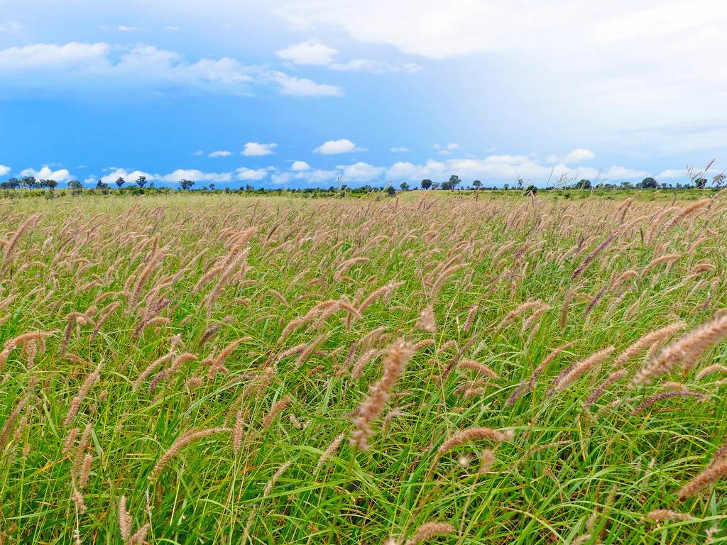 "Wavering Downs" 1467 Pasha Rd, Pasha QLD 4721