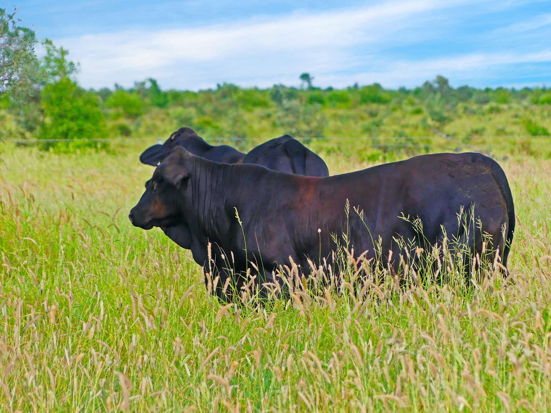 "Wavering Downs" 1467 Pasha Rd, Pasha For Sale by Farmbuy.com - image 15