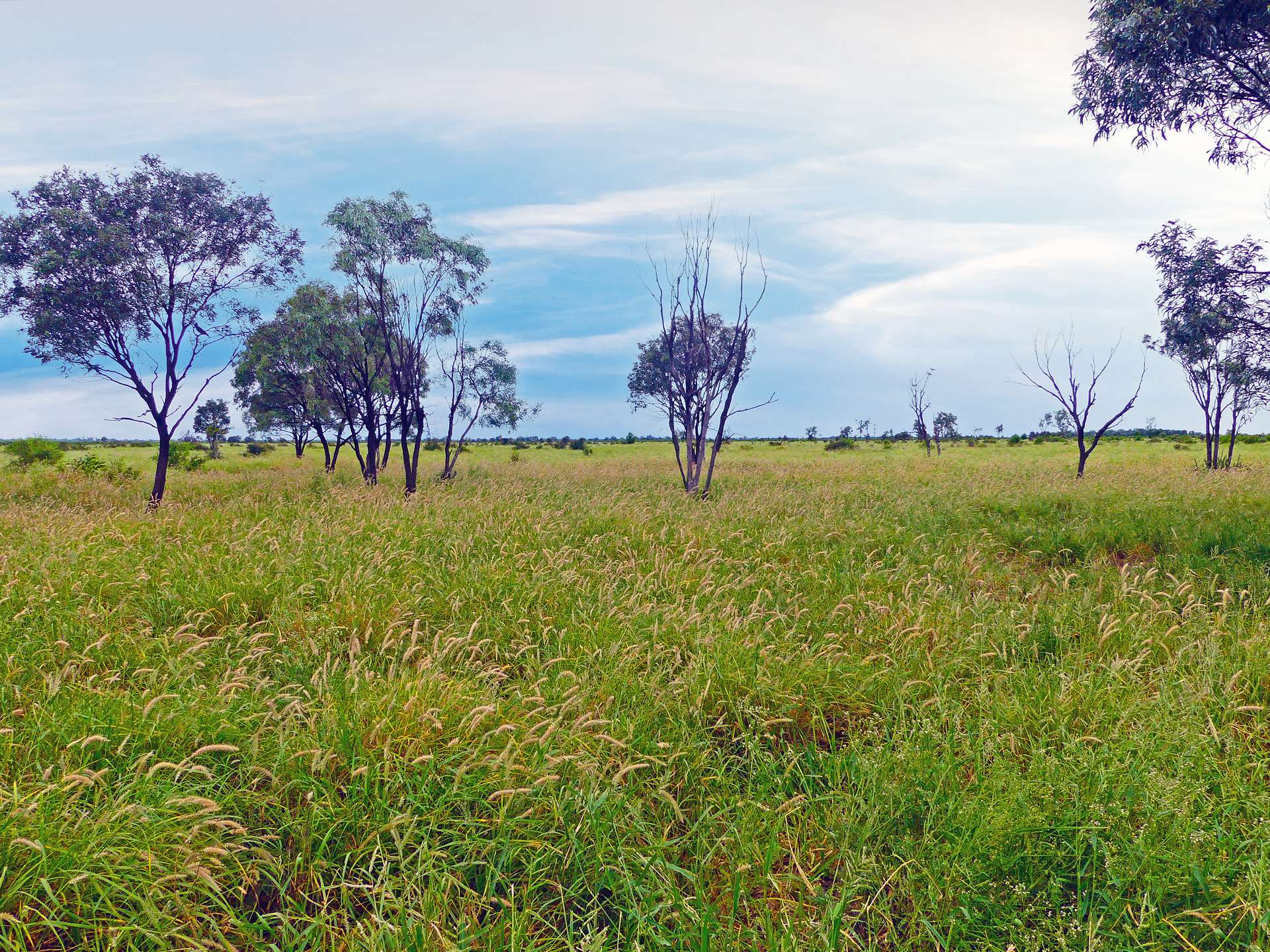 "Wavering Downs" 1467 Pasha Rd, Pasha For Sale by Farmbuy.com - image 22