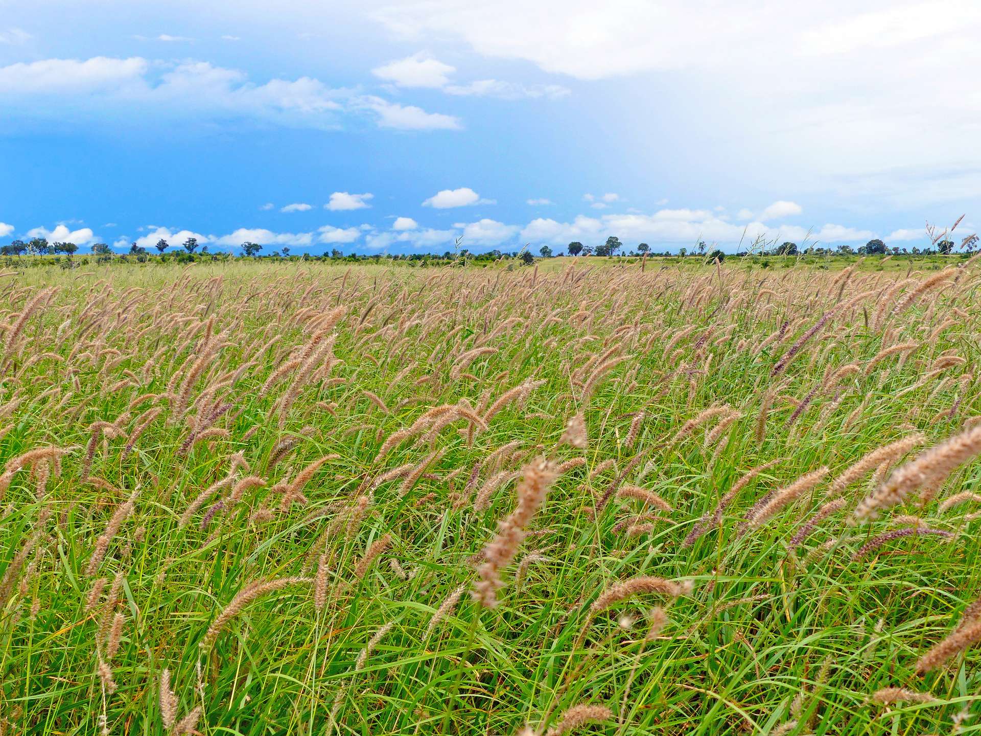 "Wavering Downs" 1467 Pasha Rd, Pasha For Sale by Farmbuy.com - image 1