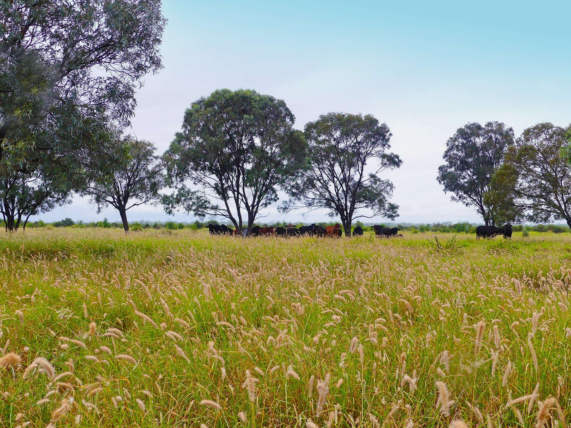 "Wavering Downs" 1467 Pasha Rd, Pasha For Sale by Farmbuy.com - image 13