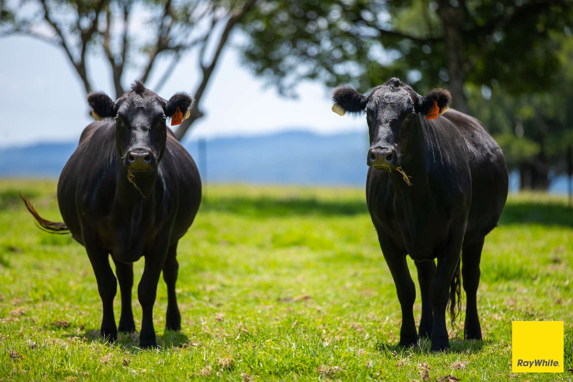 262 Snows Road, Dorrigo For Sale by Farmbuy.com - image 3