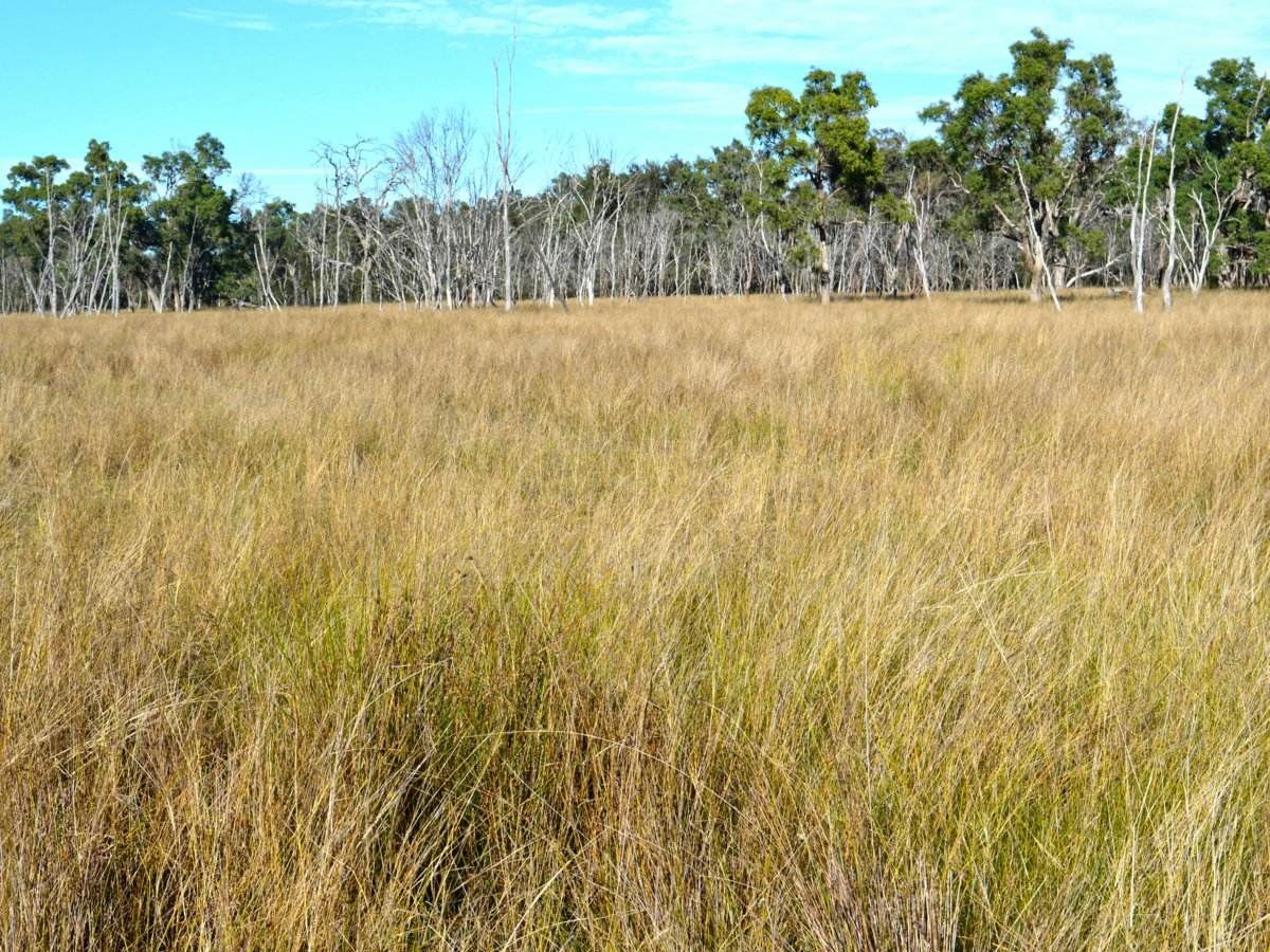 Lot 1 Hollybank Road, Inglewood For Sale by Farmbuy.com - image 11