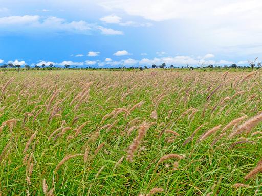 Farm Tender - QLD - Pasha - 4721 - 