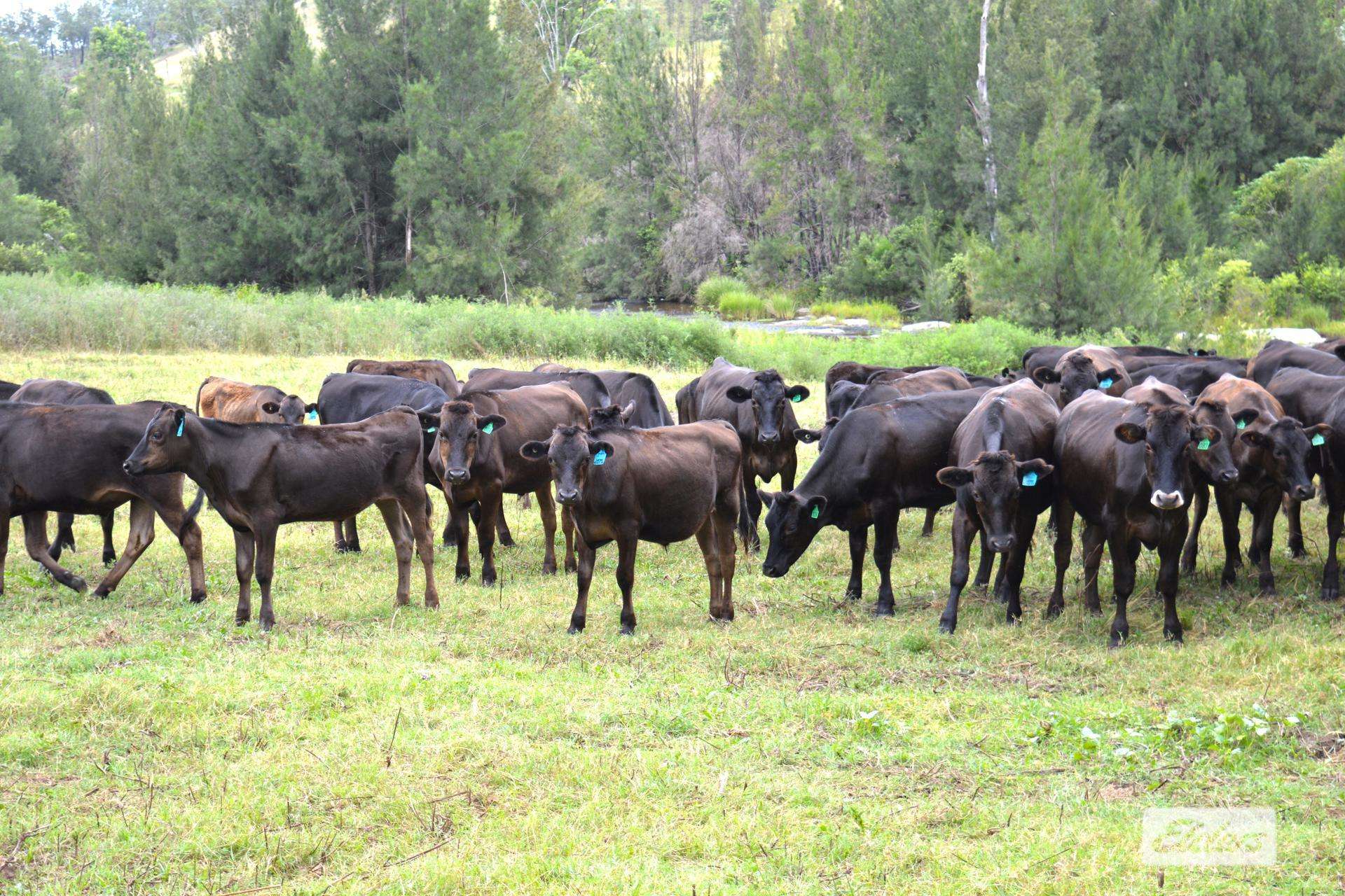 10 Razorback Creek Road, Rivertree For Sale by Farmbuy.com - image 4