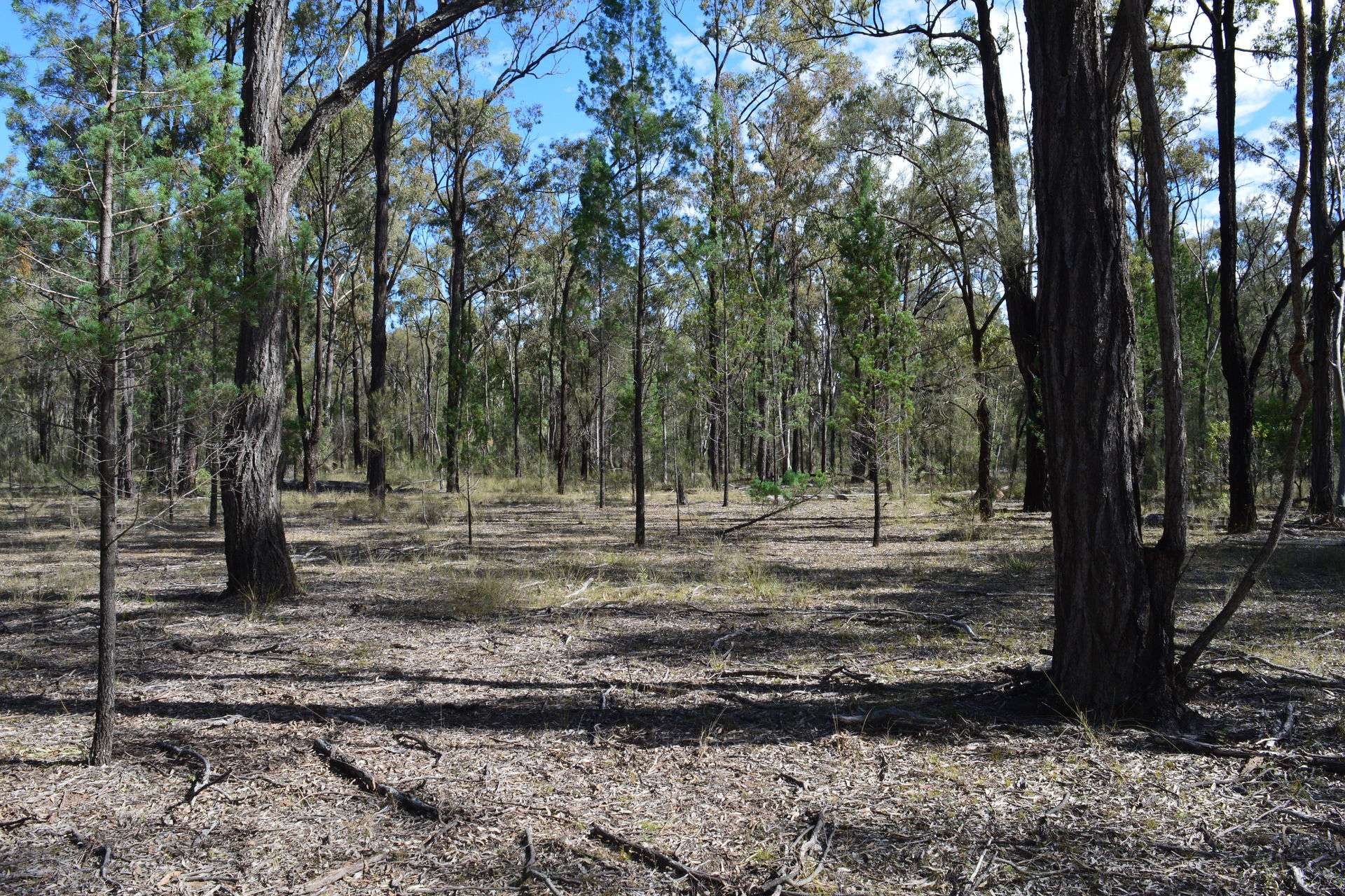 Lot 17 Tin Hut Road, Inglewood For Sale by Farmbuy.com - image 3