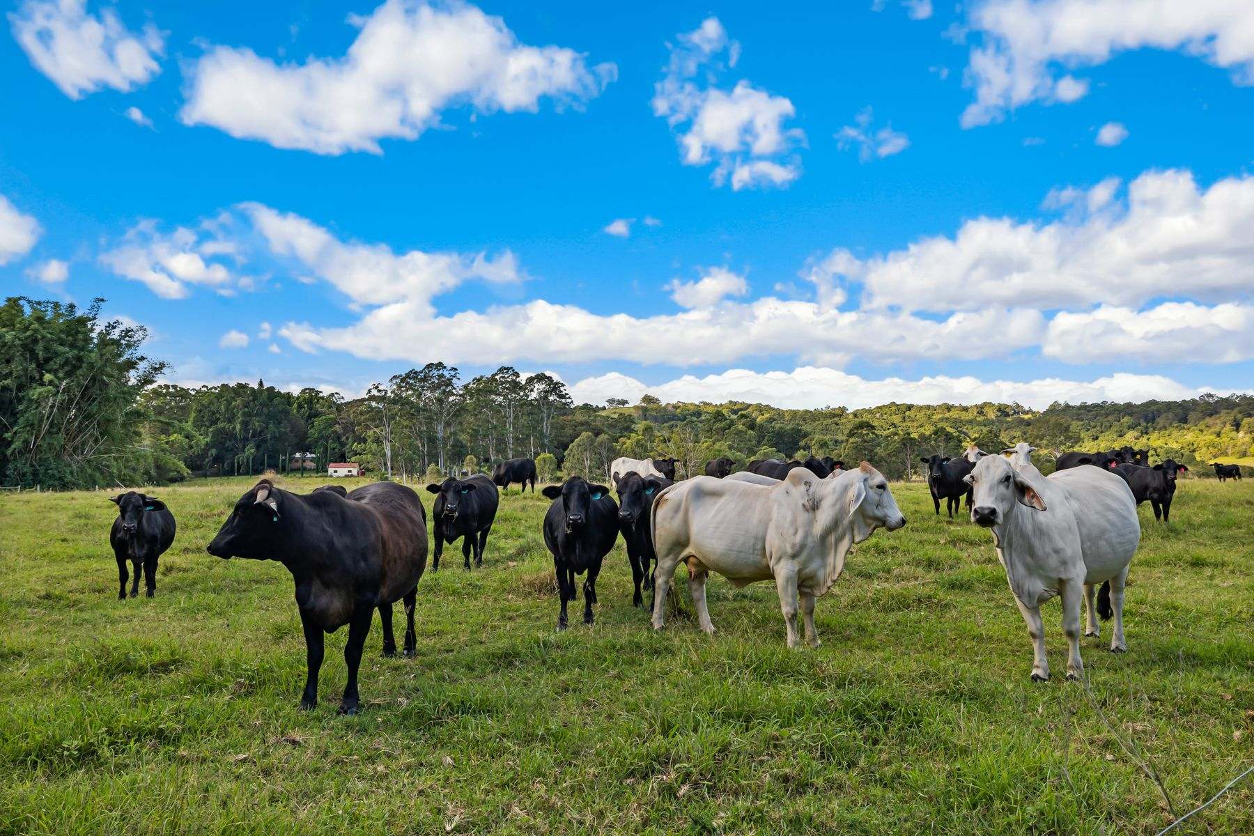 2 Webber Road, Wyrallah For Sale by Farmbuy.com - image 7