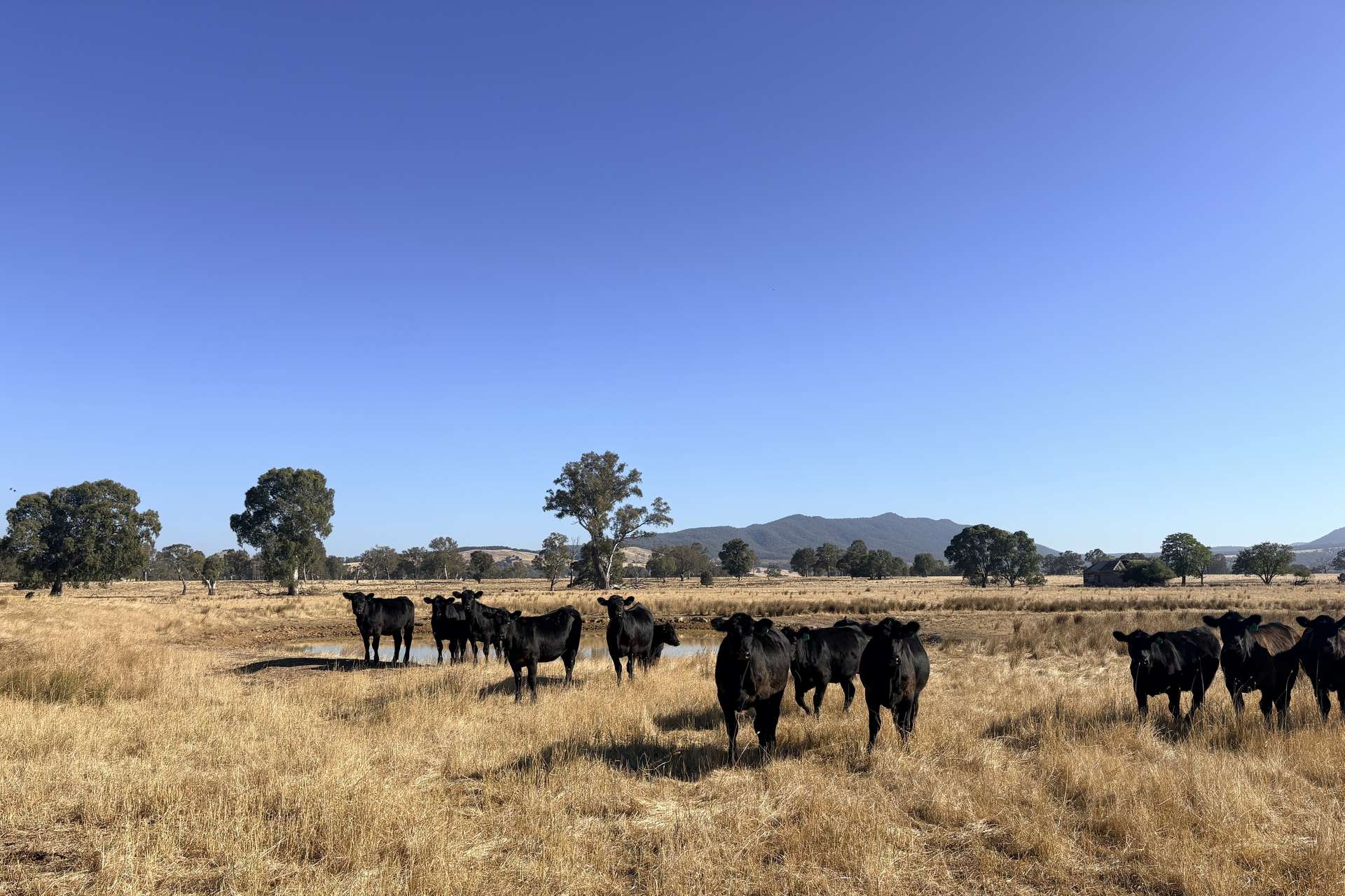 Lot 1 Midland Highway, Mansfield For Sale by Farmbuy.com - image 9