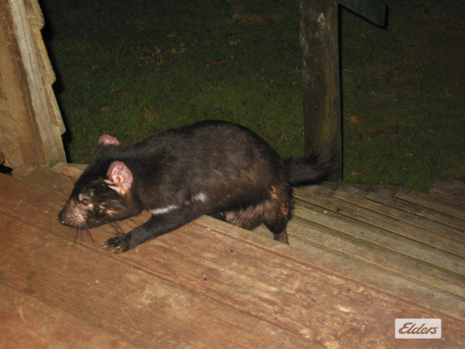 1519 Loongana Road, Loongana For Sale by Farmbuy.com - image 29