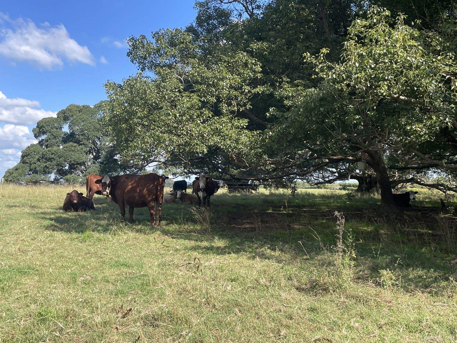 100 Backmede Road, Backmede For Sale by Farmbuy.com - image 7