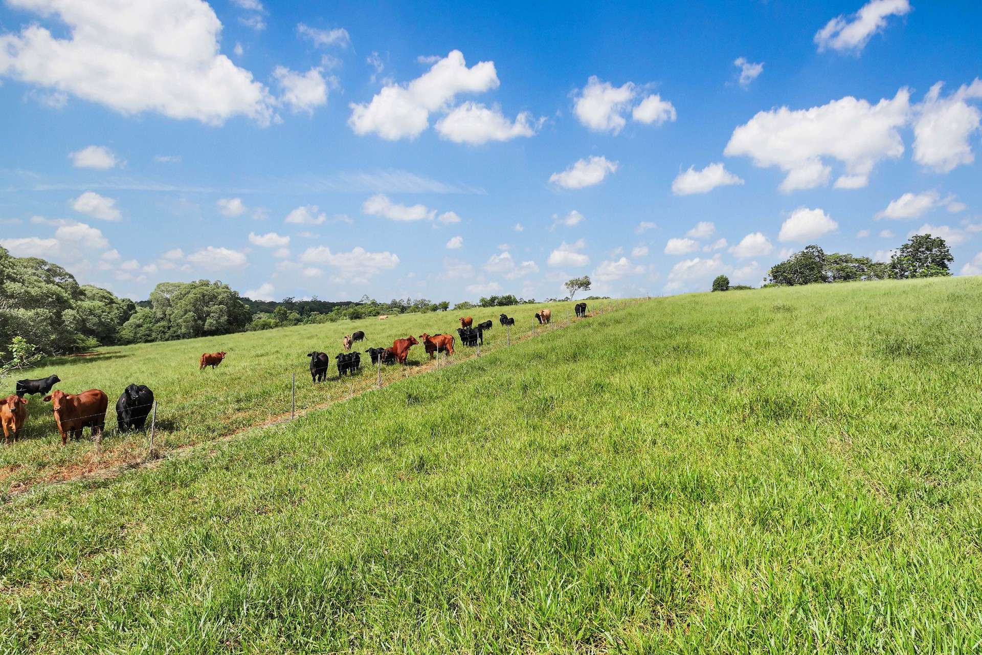 Lot 2 Lake Barrine Road, Lake Eacham For Sale by Farmbuy.com - image 5