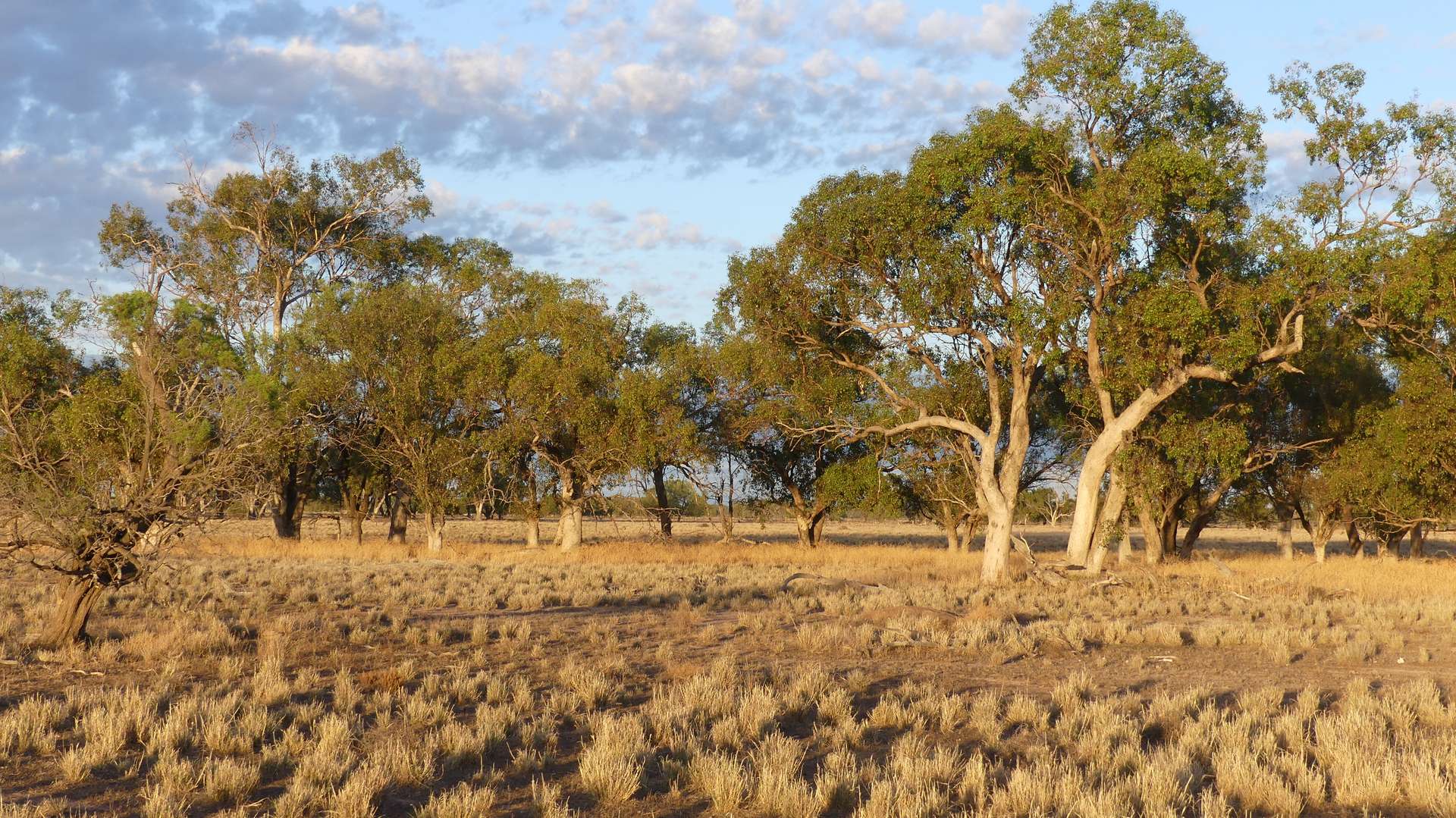 Warren Tender by Farmbuy.com - image 3