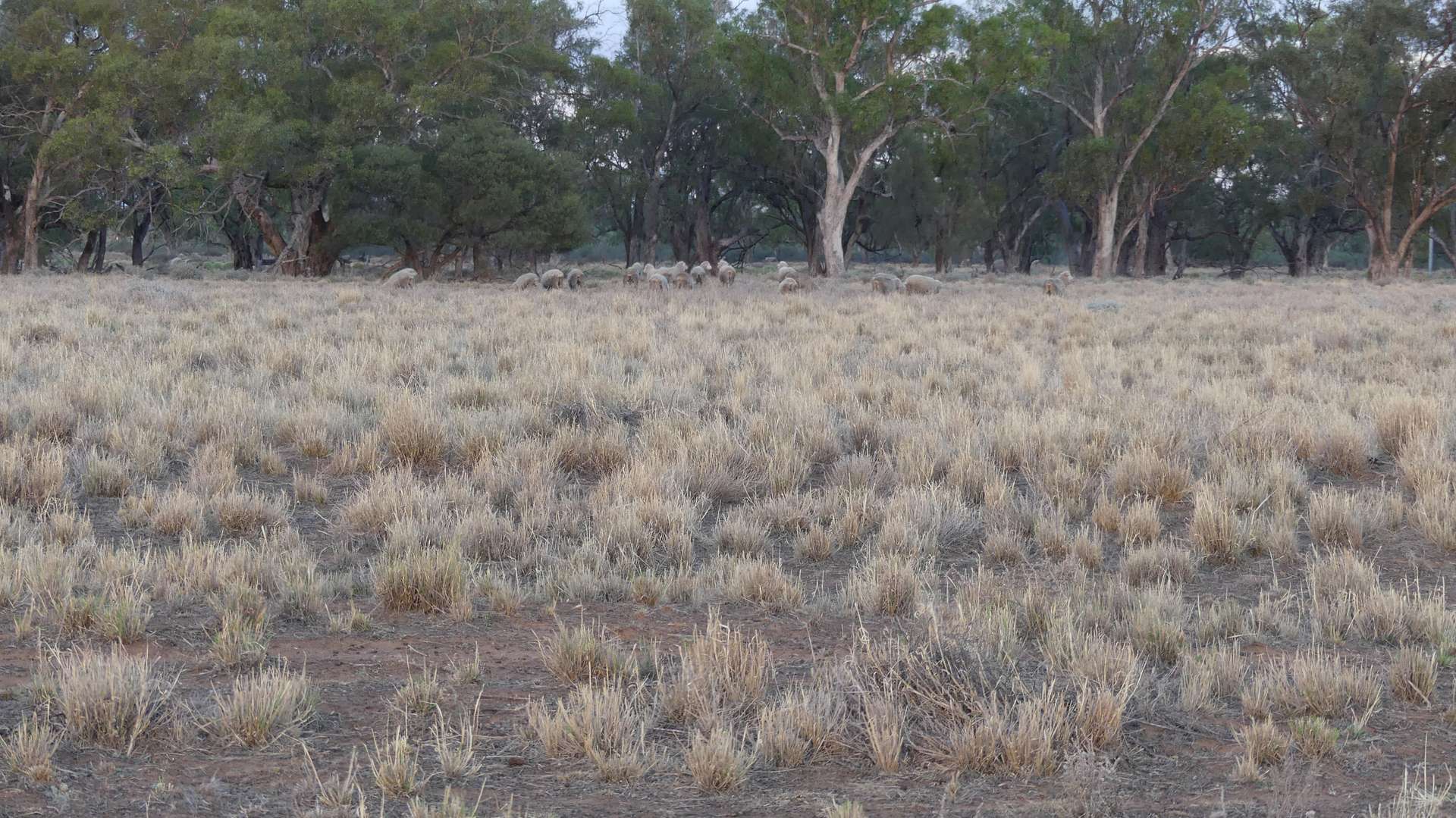 Warren Tender by Farmbuy.com - image 18