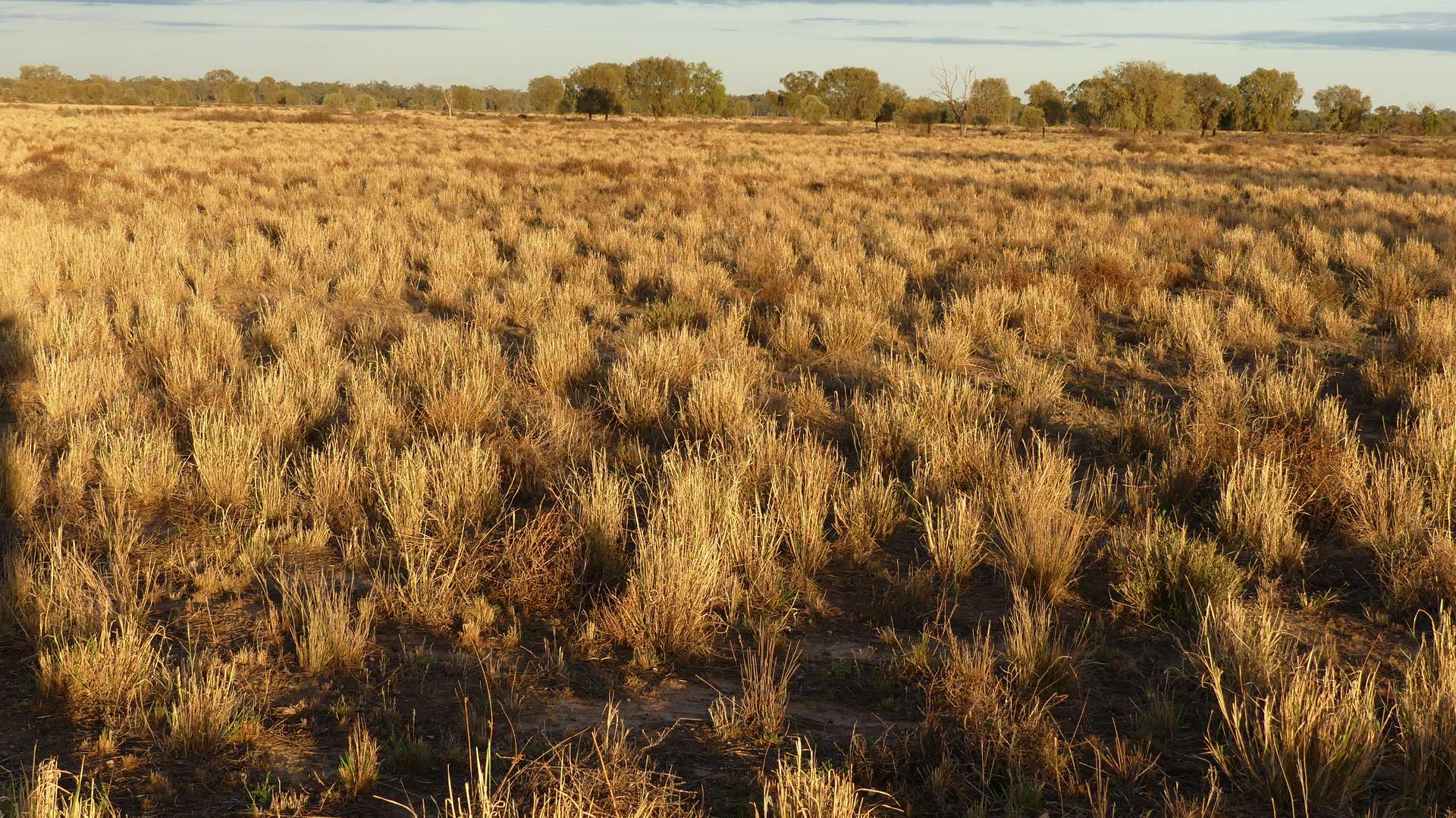 Warren Tender by Farmbuy.com - image 4