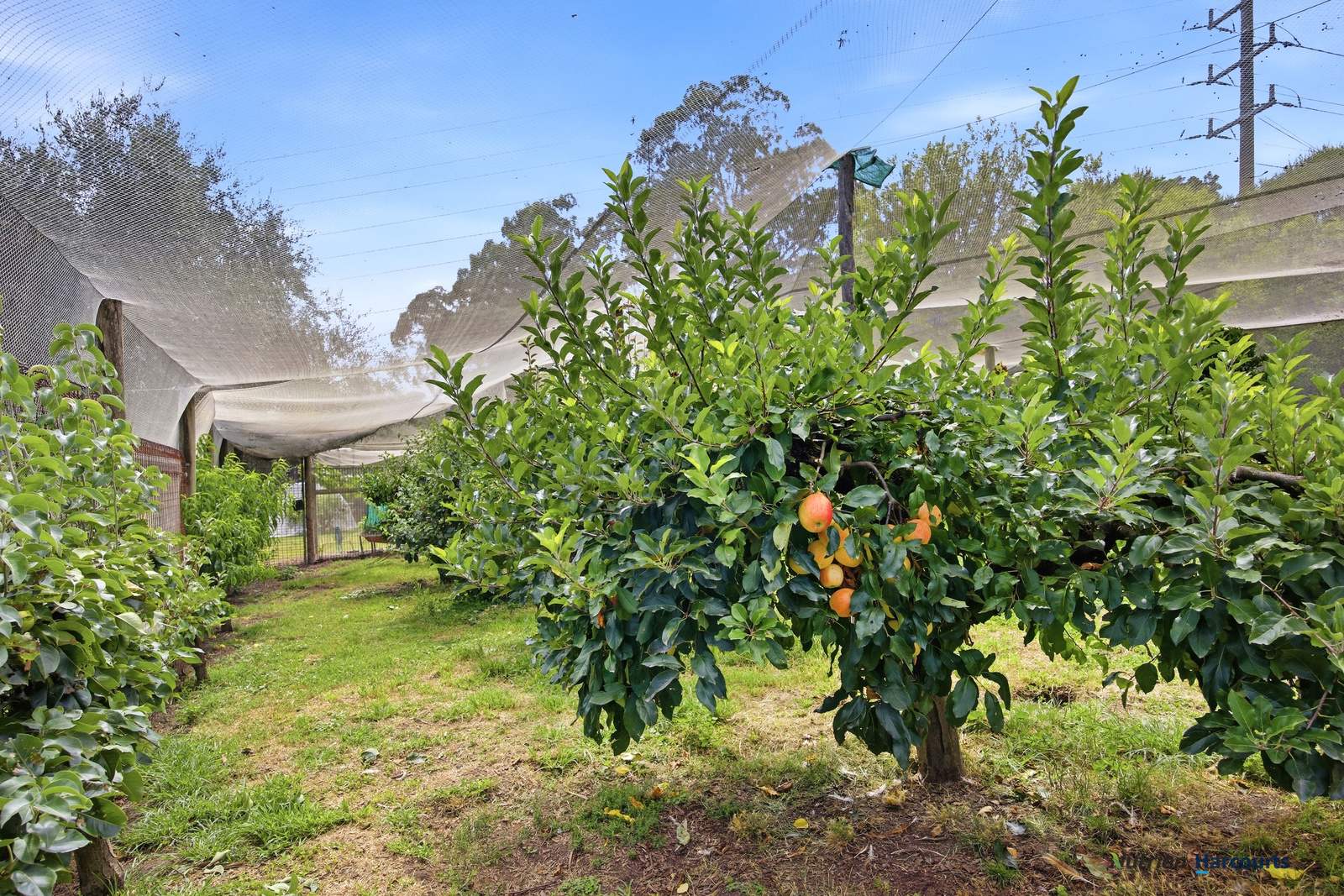 318 Rubicon Road, Rubicon For Sale by Farmbuy.com - image 17