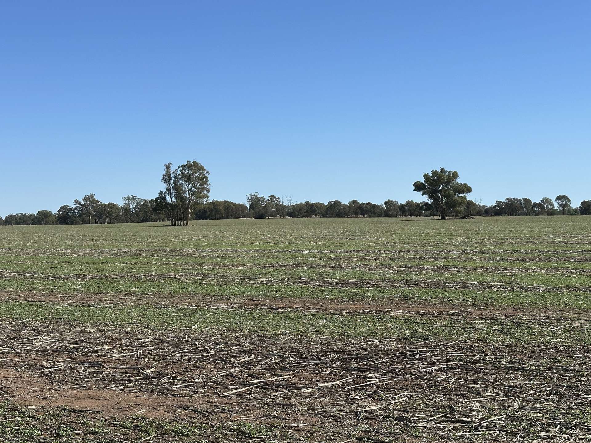 . Lilydale Road, Balldale For Sale by Farmbuy.com - image 13