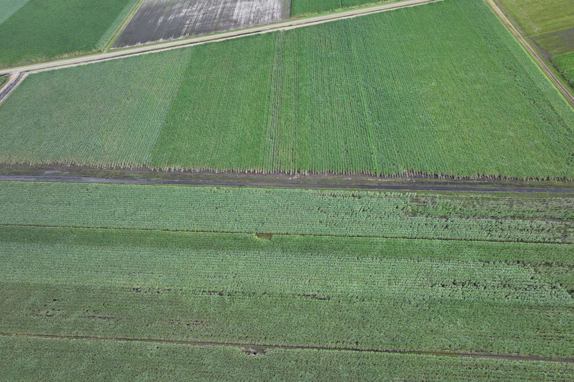 Lot 4 Wandarra Road, Foxdale For Sale by Farmbuy.com - image 5