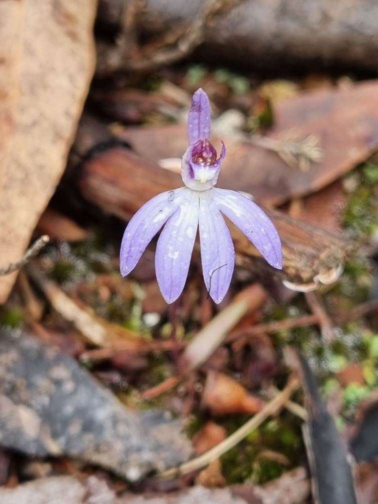 2745 Ulan Road, Mudgee For Sale by Farmbuy.com - image 19