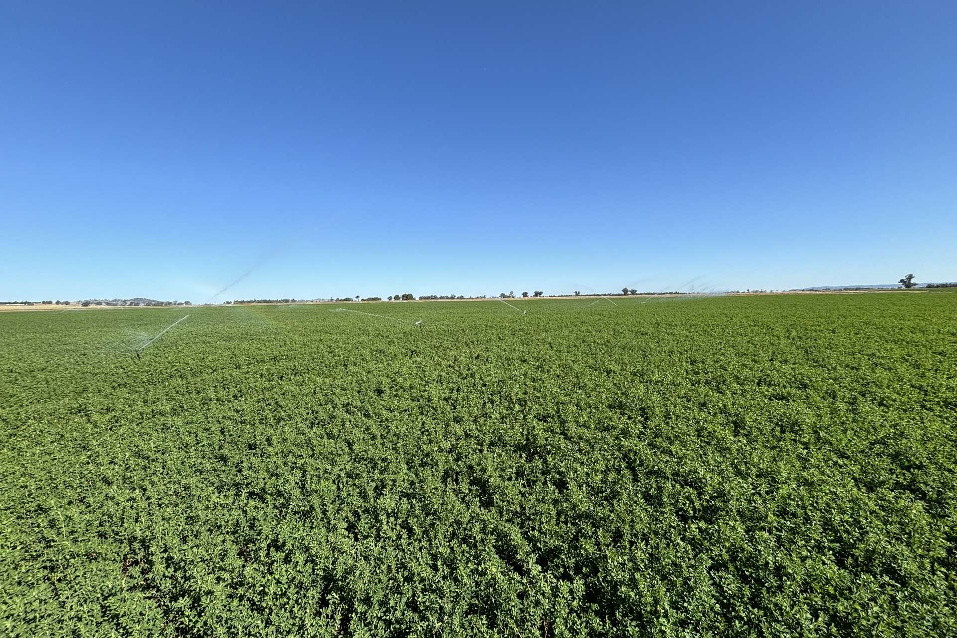 North Logan Road, Cowra For Sale by Farmbuy.com - image 10