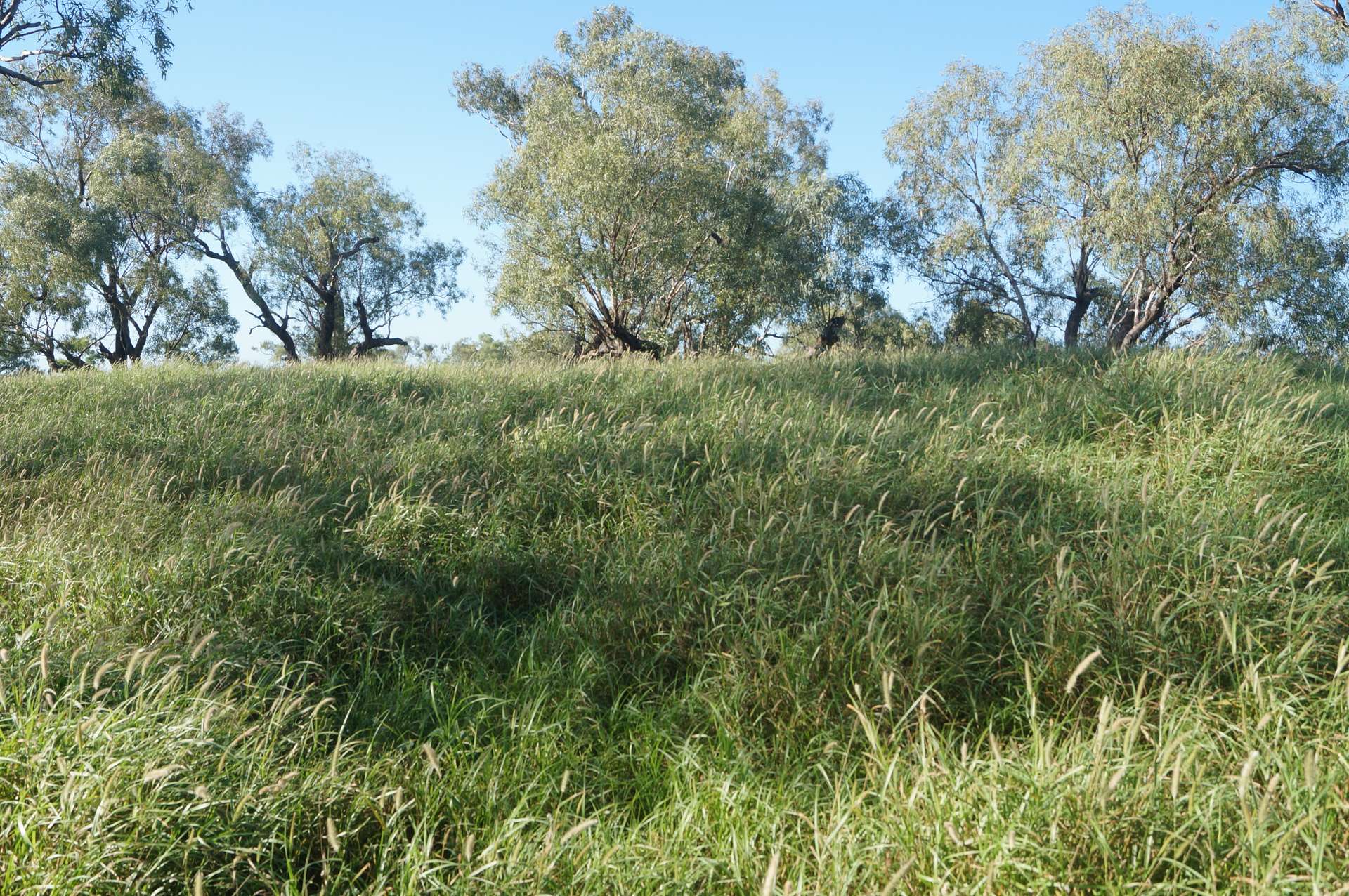 1 Baratria Road, Longreach For Sale by Farmbuy.com - image 11