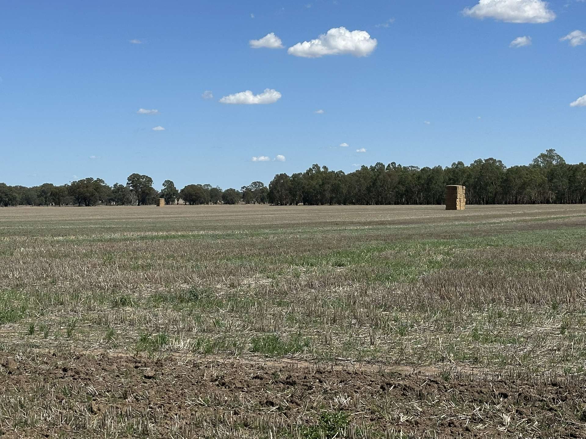 1501 Howlong-Goombargana Road, Brocklesby For Sale by Farmbuy.com - image 12