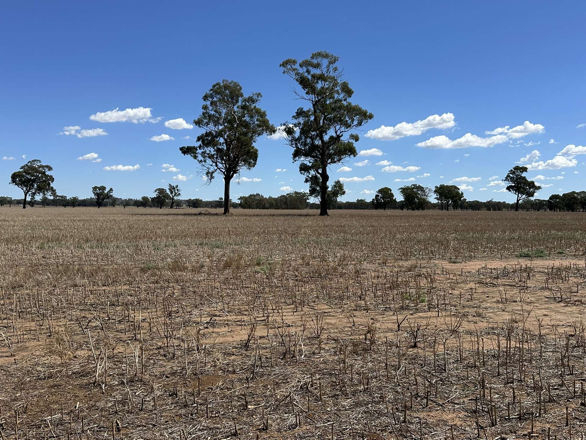 1501 Howlong-Goombargana Road, Brocklesby For Sale by Farmbuy.com - image 18