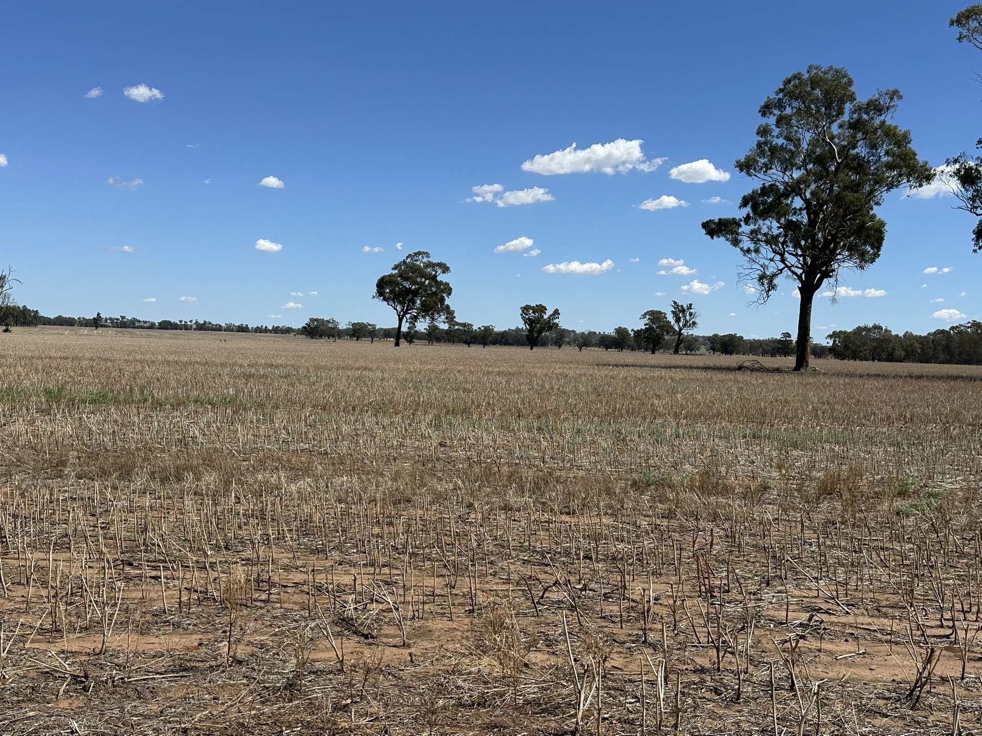 1501 Howlong-Goombargana Road, Brocklesby For Sale by Farmbuy.com - image 17