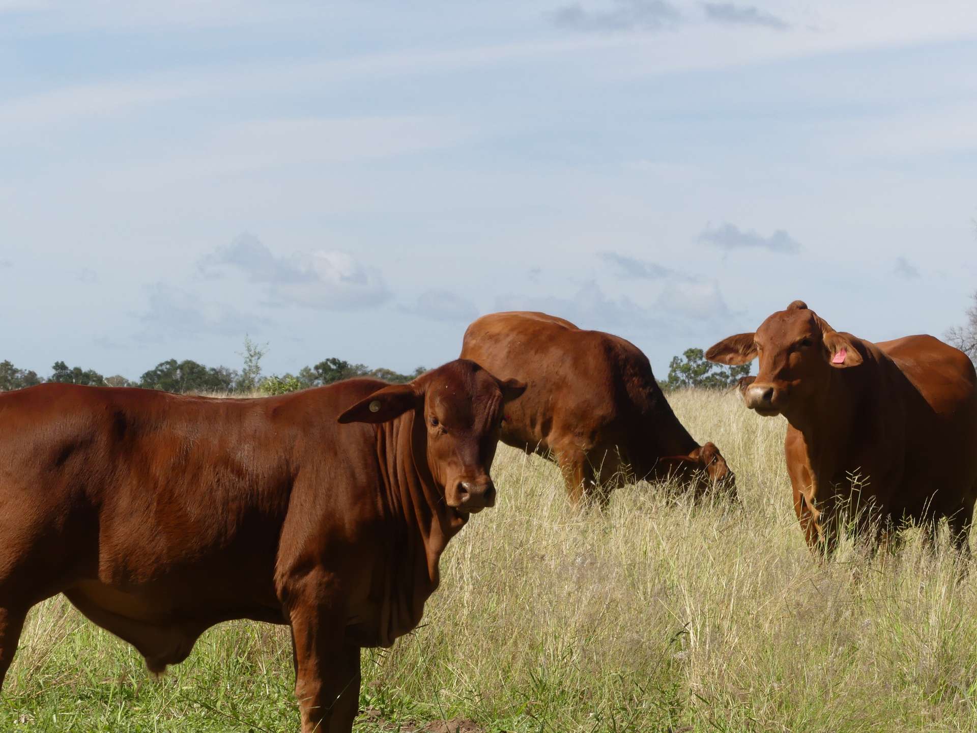 'Langley' 344 Clarke Creek Road, Dulacca For Sale by Farmbuy.com - image 27