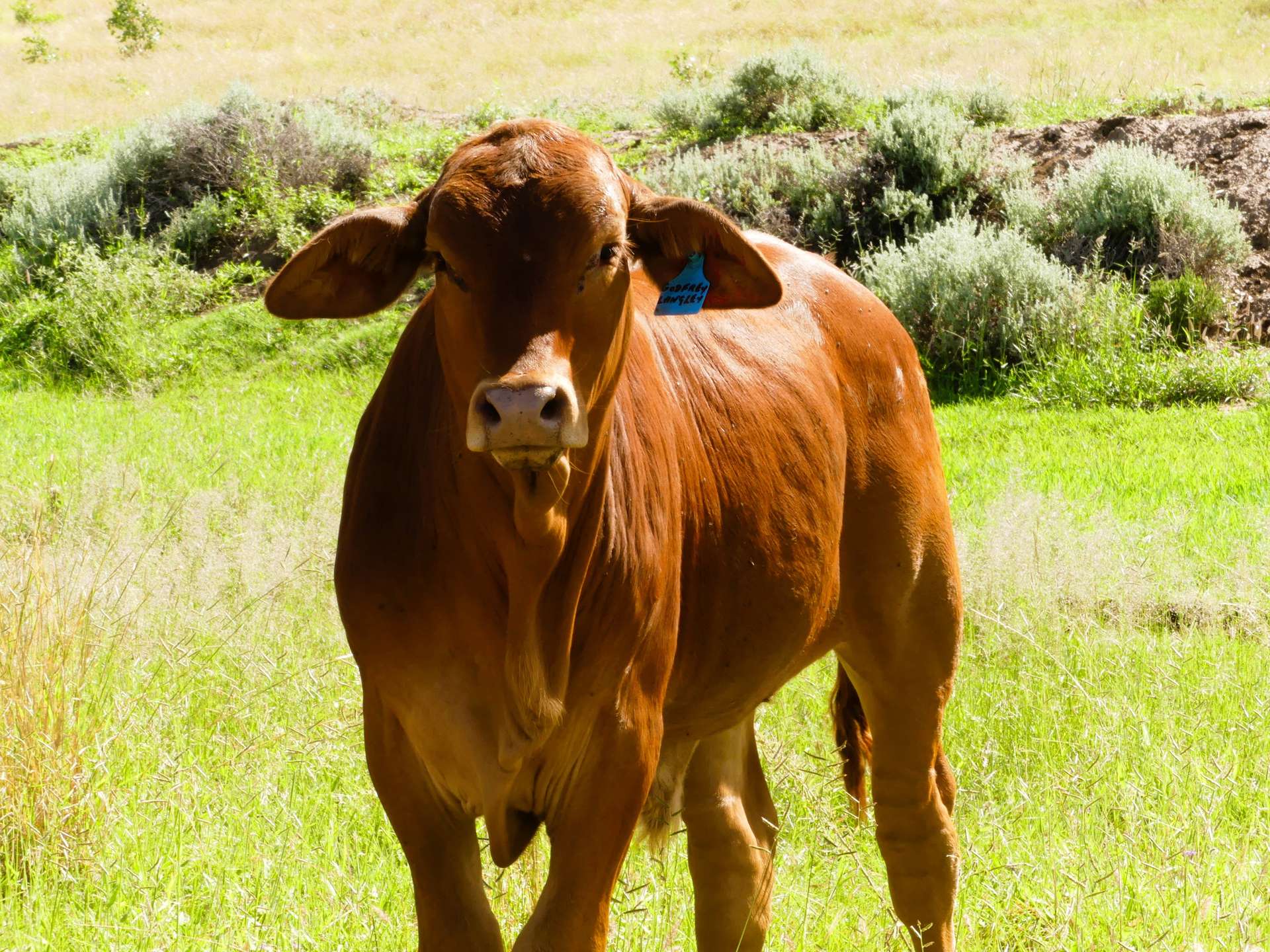 'Langley' 344 Clarke Creek Road, Dulacca For Sale by Farmbuy.com - image 26