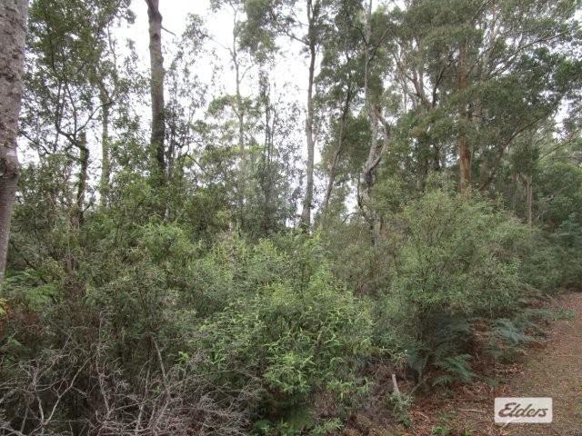 Lot 3 Jordans Road, North Motton For Sale by Farmbuy.com - image 5