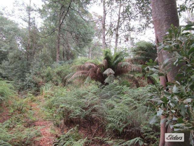 Lot 3 Jordans Road, North Motton For Sale by Farmbuy.com - image 9