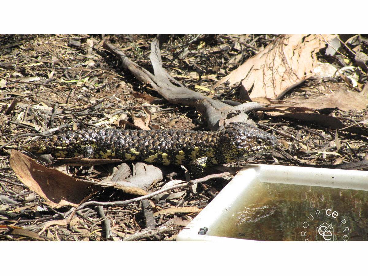 385 Pipeline Road, Fisher For Sale by Farmbuy.com - image 33