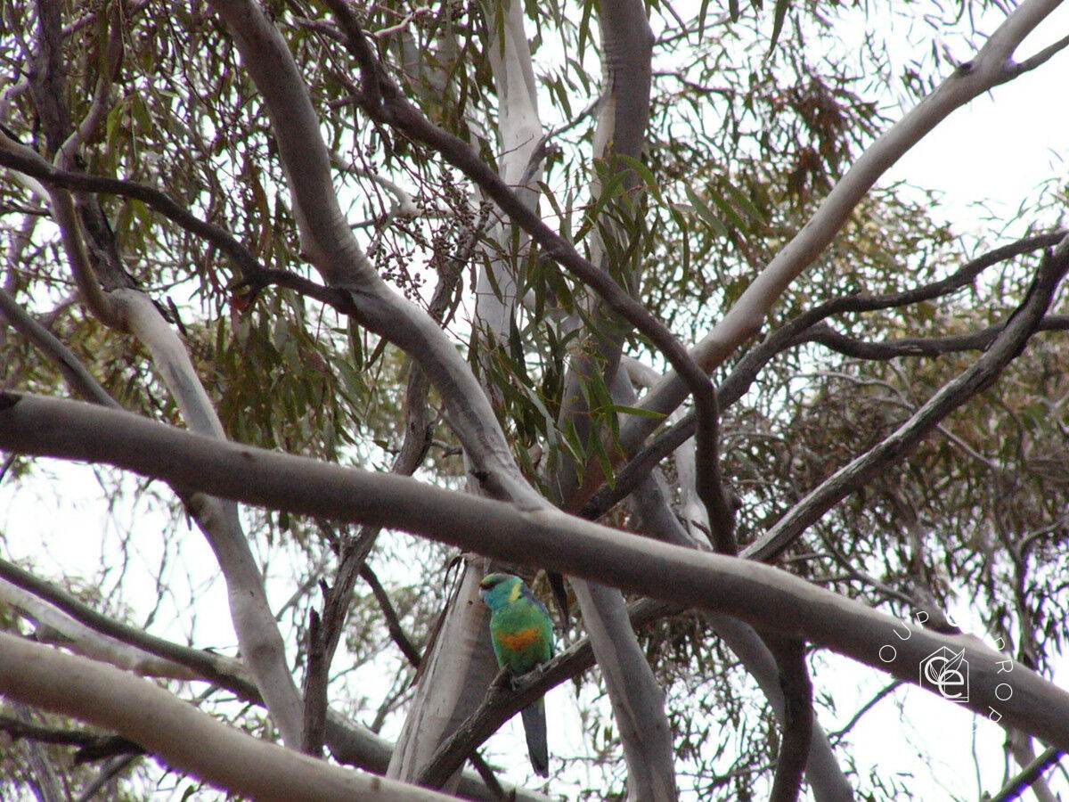 385 Pipeline Road, Fisher For Sale by Farmbuy.com - image 32