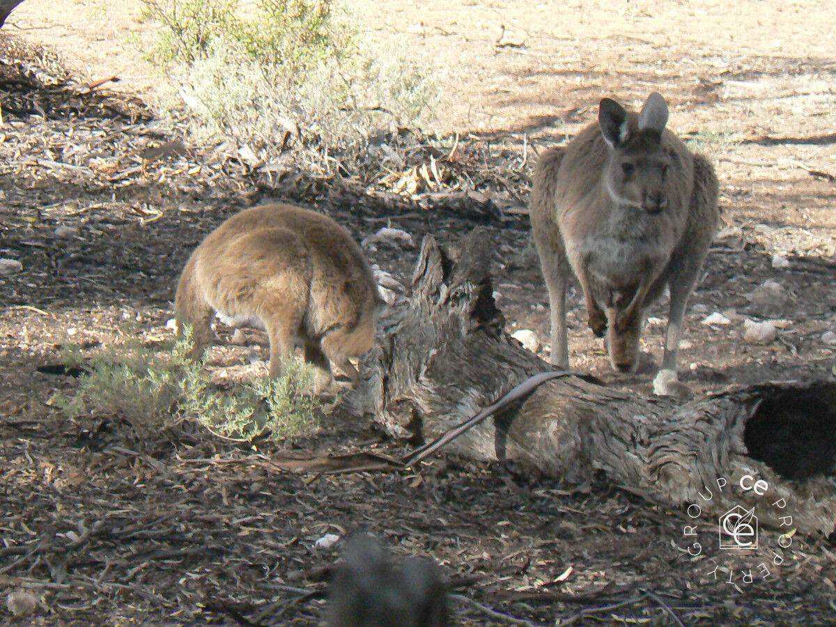 385 Pipeline Road, Fisher For Sale by Farmbuy.com - image 31