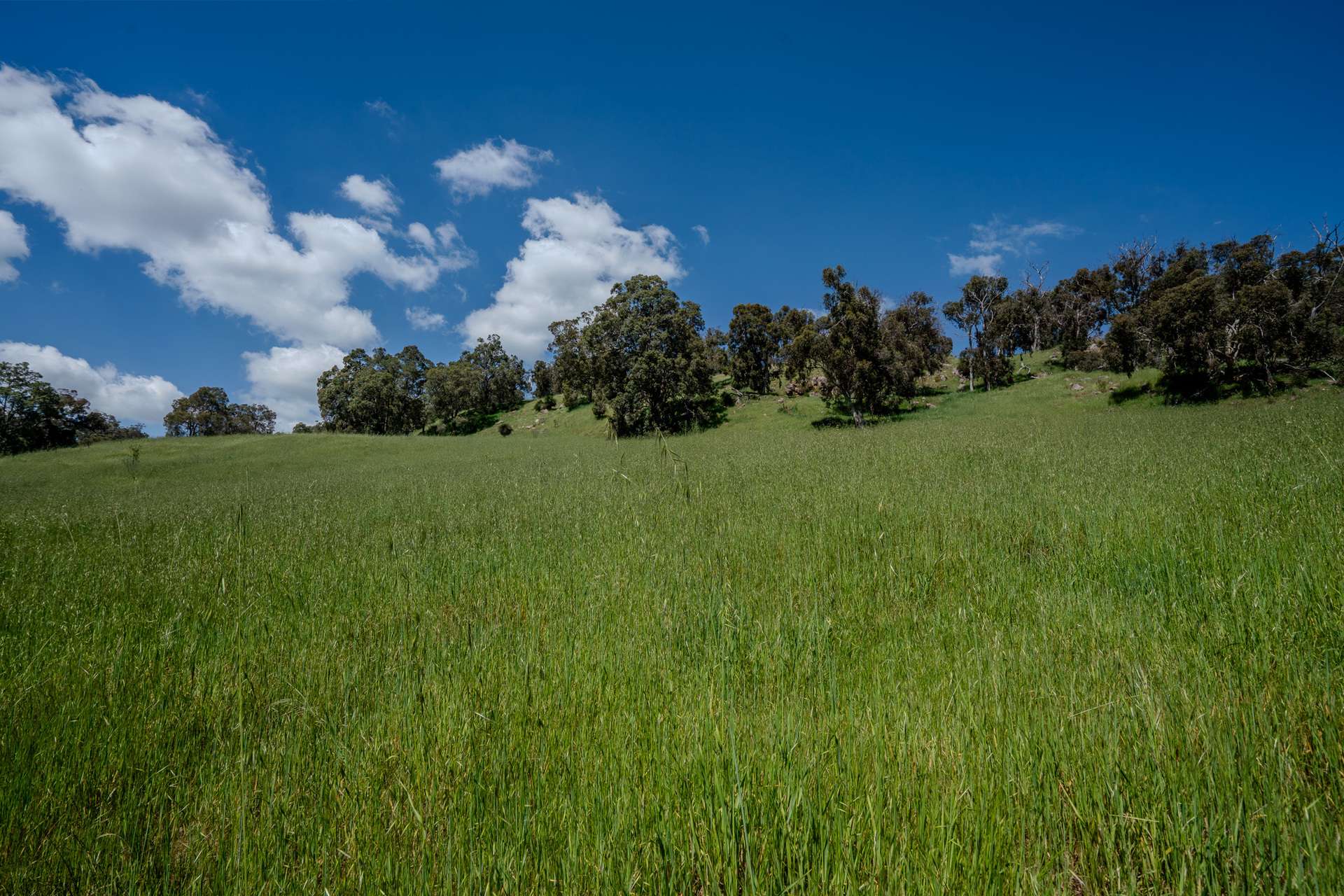 North Dandalup For Sale by Farmbuy.com - image 6