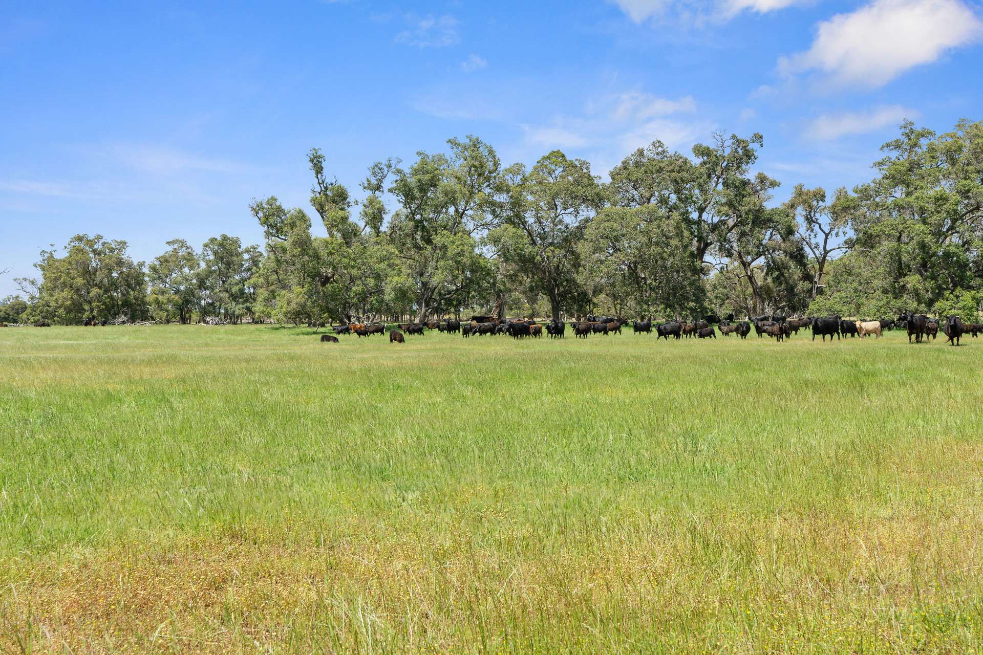 4756 South Western Highway, North Dandalup For Sale by Farmbuy.com - image 6