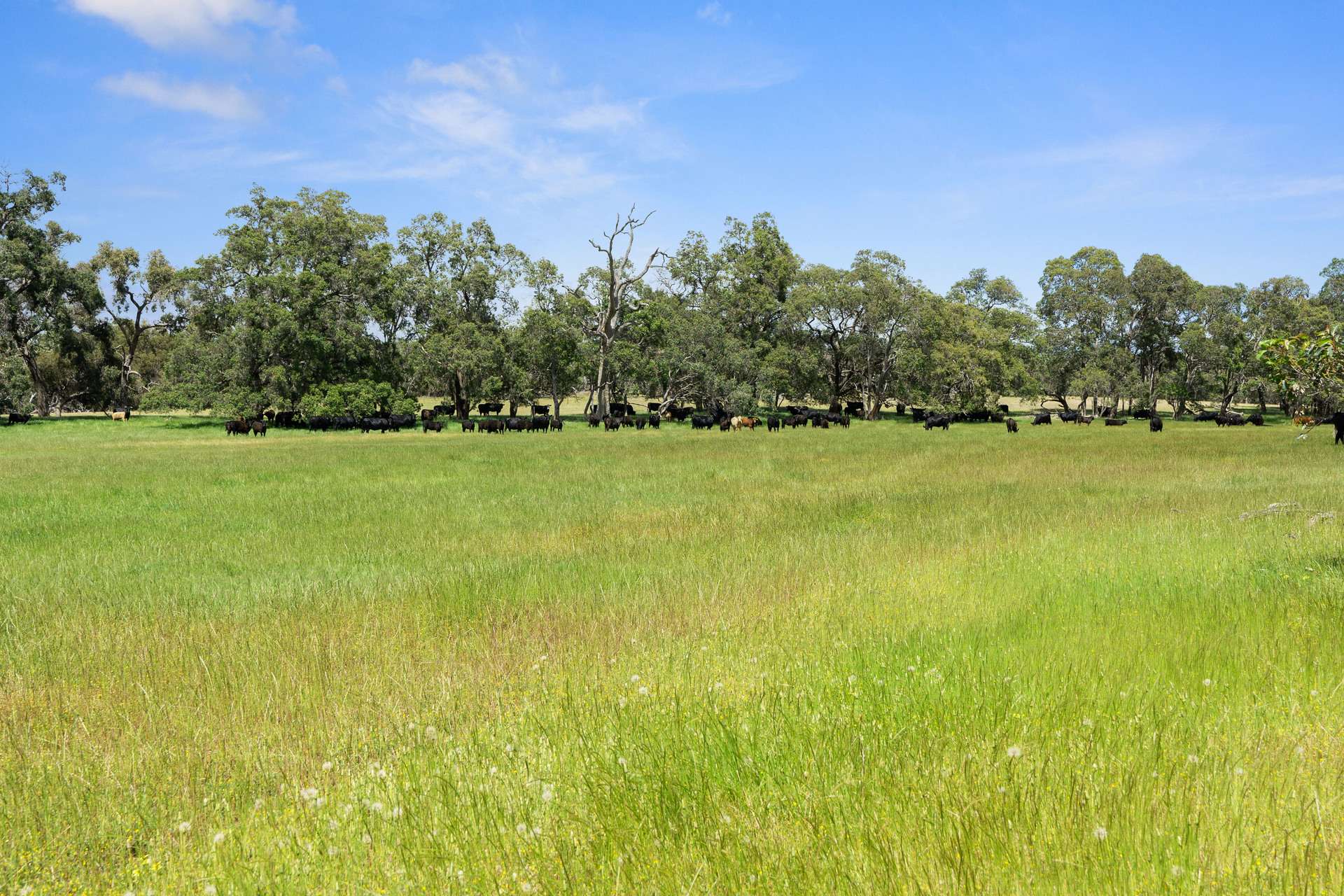 4756 South Western Highway, North Dandalup For Sale by Farmbuy.com - image 7