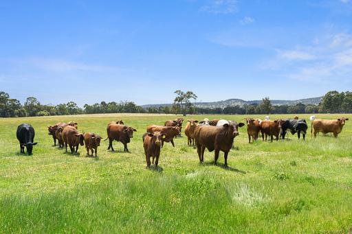 Farm For Sale - WA - North Dandalup - 6207 - Early Selected - Highway Frontage - 1 Hr from Perth City 