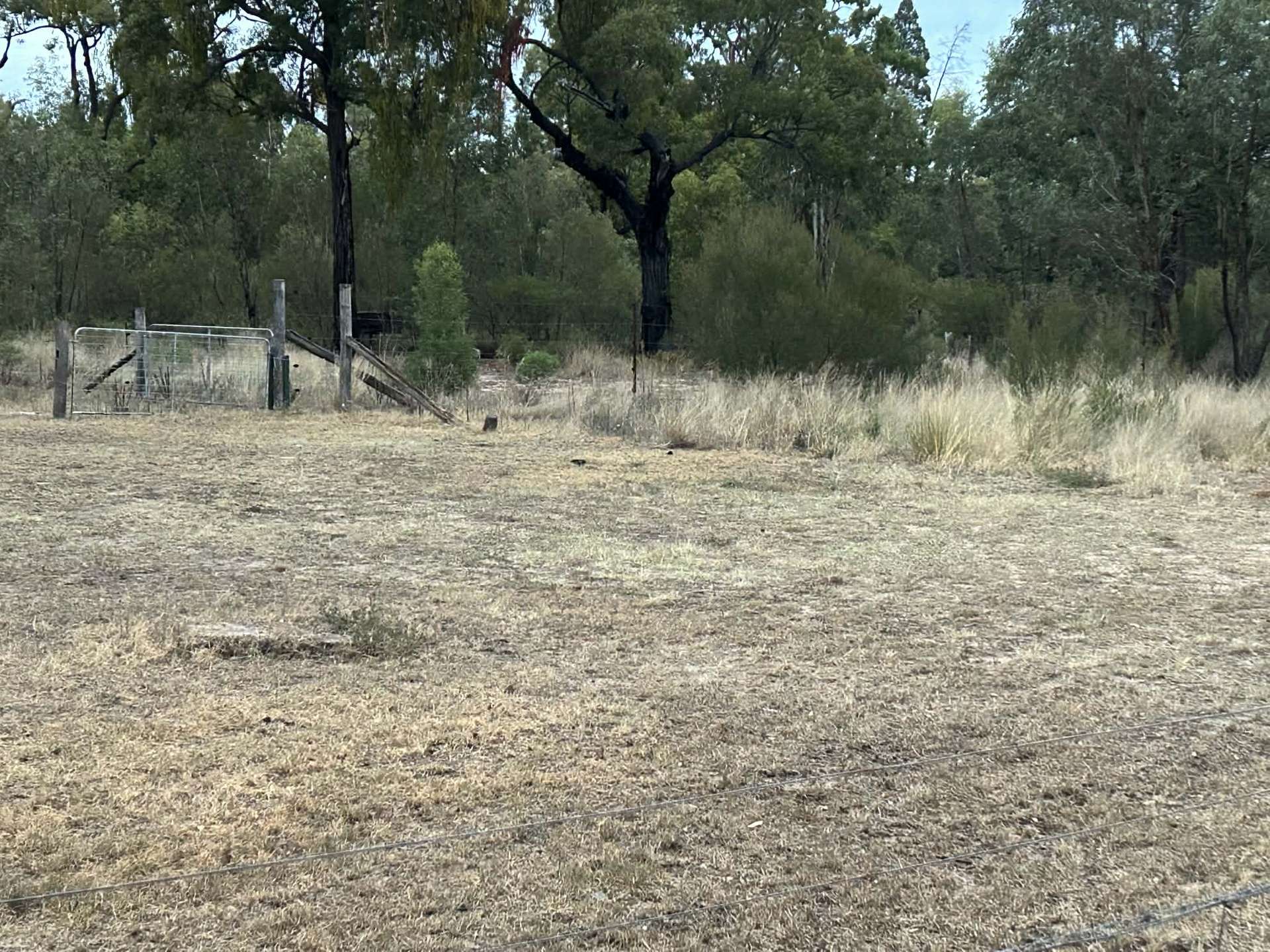 1610 Tobacco Road, Coolmunda For Sale by Farmbuy.com - image 11