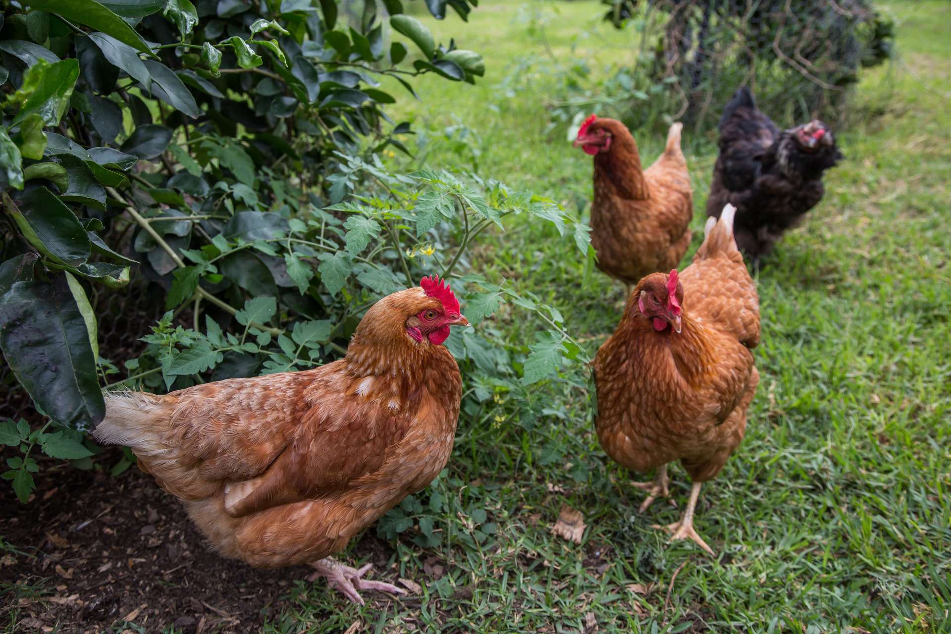 18 Radiata Road, Kangaroo Valley For Sale by Farmbuy.com - image 29