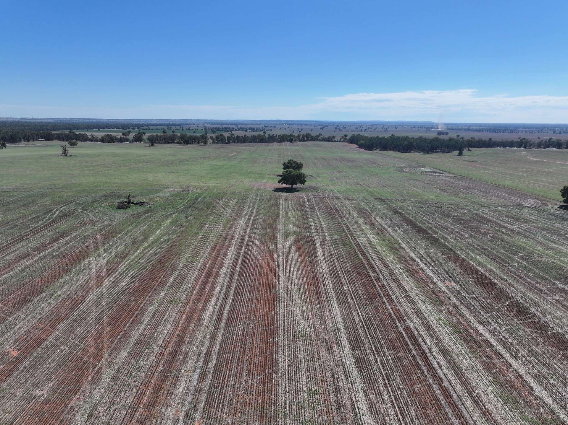 Shannonvale & Elmore Strontian Road, Boree Creek For Sale by Farmbuy.com - image 14