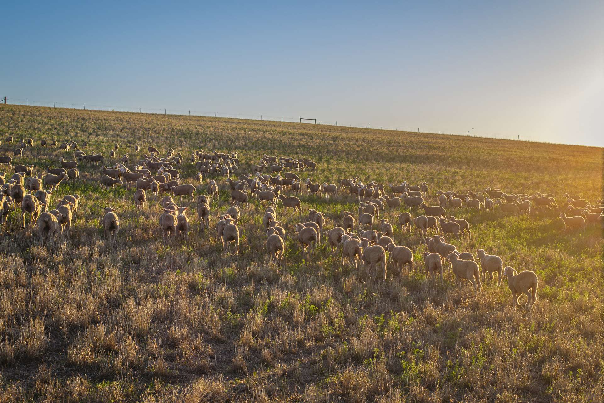 1154 Stockyard Hill Road, Stockyard Hill For Sale by Farmbuy.com - image 28