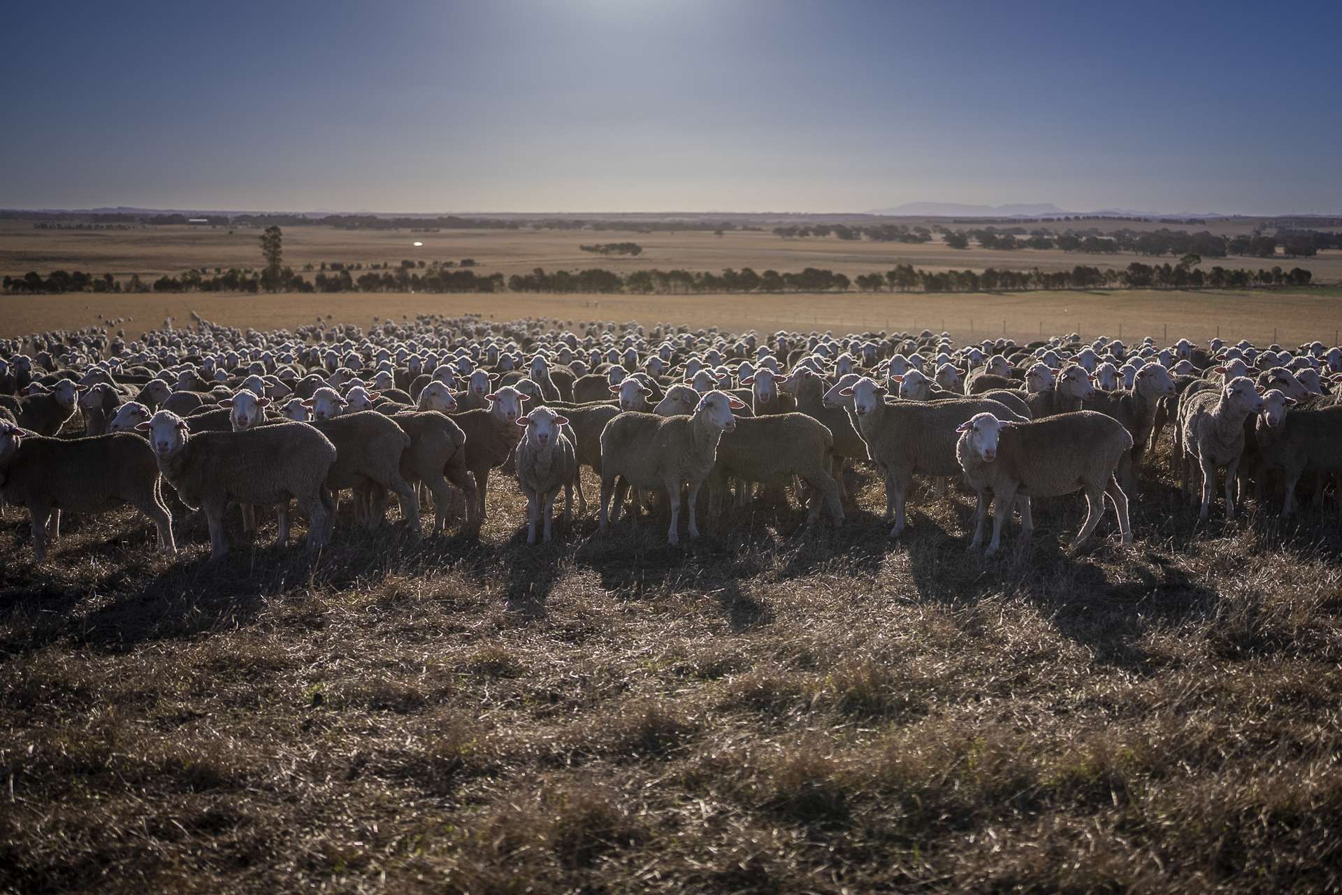 1154 Stockyard Hill Road, Stockyard Hill For Sale by Farmbuy.com - image 33