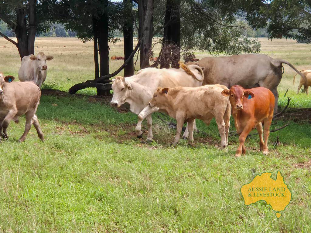 296 Cloyna West Road, Cloyna For Sale by Farmbuy.com - image 19