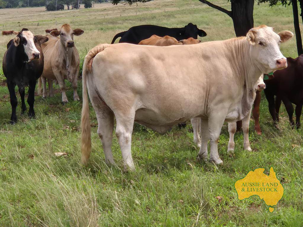 296 Cloyna West Road, Cloyna For Sale by Farmbuy.com - image 28