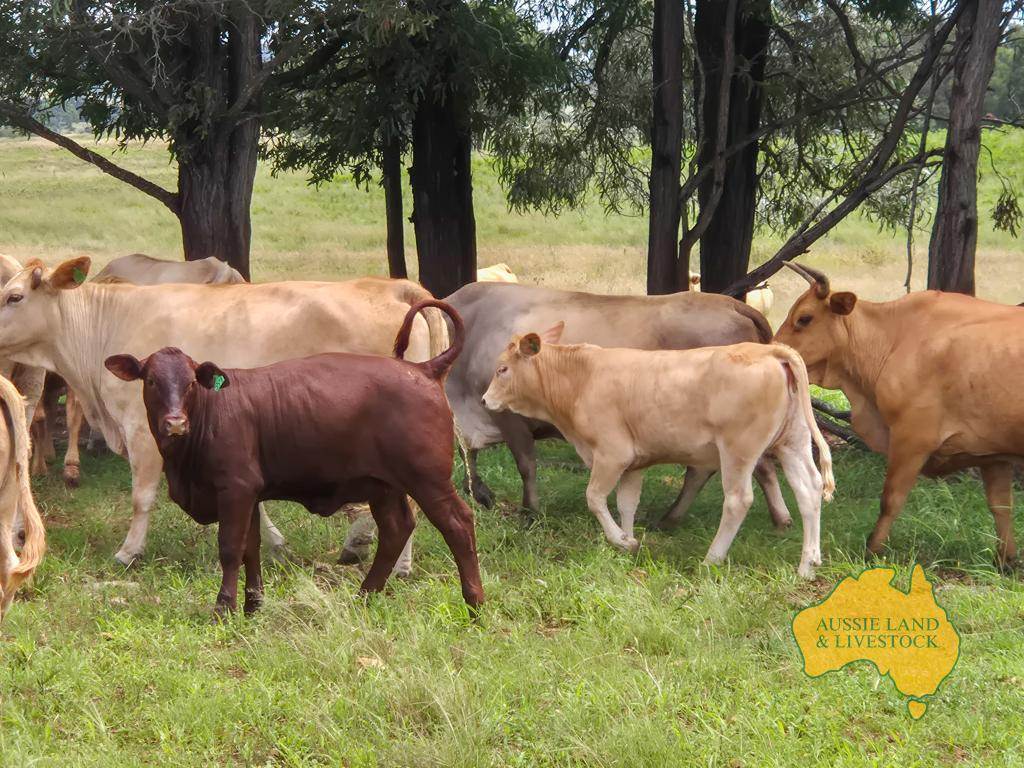 296 Cloyna West Road, Cloyna For Sale by Farmbuy.com - image 29